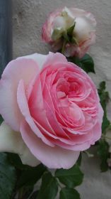 DSC03926.JPG